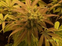 Critical Skunk picture