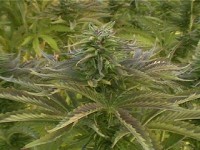 Da Purps picture