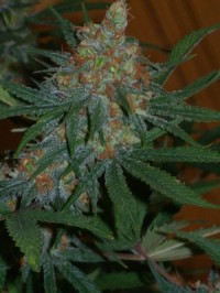 Diesel Ryder Autoflowering picture