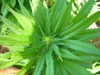 Domina Haze Feminised picture