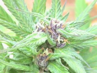 Dready Skunk Feminised picture