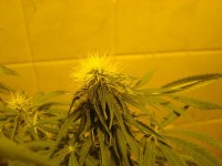 Dutch Haze Feminised picture