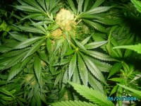 Dutchmens Royal Orange picture