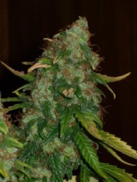 Early Haze (Early Queen x Afghan Haze) picture