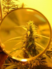Early Skunk   (Early Pearl x Skunk) picture