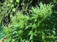 Early Skunk Haze   (Early Pearl Skunk x Haze) picture
