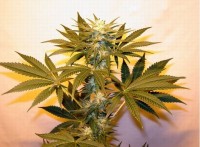 Early Skunk picture