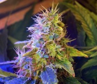 Easy Bud Automatic Feminised picture