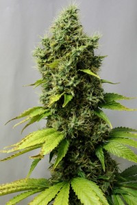 Easy Ryder Autoflowering Feminised picture