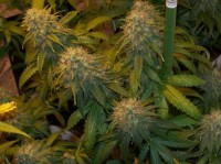 Easy Sativa Feminised picture