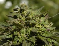 Ed Rosenthal Superbud picture