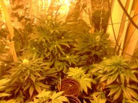 Erdpurt picture