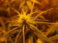 Fast Bud #2 Auto Feminised picture
