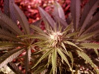 Flower Power Auto-flowering Feminised picture