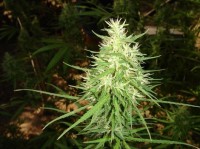 Frisian Dew Feminised picture