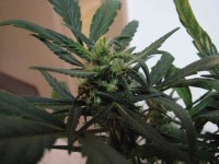 G13 Haze picture