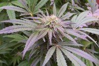G13 Haze picture