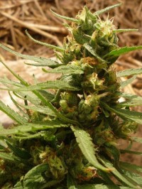 G13 Haze picture