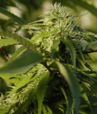 G13 Skunk  - 10 picture