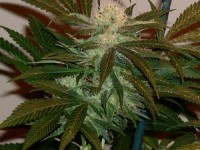 G13 Skunk picture
