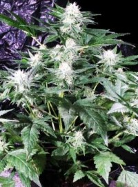 G13 Haze Feminised picture