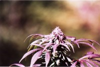 Gigantes Auto-flowering Feminised picture
