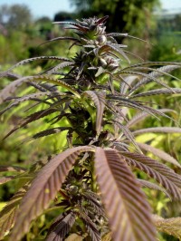 Green-O-Matic Feminised picture