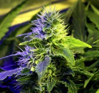 Green Poison Auto Feminised picture