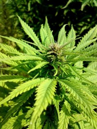 Green Poison Feminised picture