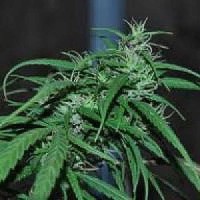 Green Haze picture