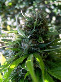 Hash Plant picture