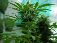 Hashplant Haze picture
