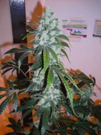 Hawaiian Skunk picture