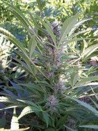Haze 2.0 Automatic Feminised picture