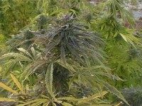 Haze Mix picture