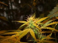 Hercules Auto-Flowering Feminised picture