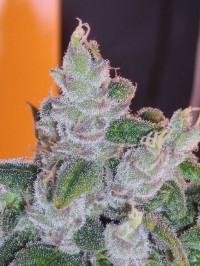 Highland Lao 12 picture