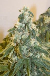 Hindu Kush picture