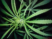 Indian Haze   -d picture