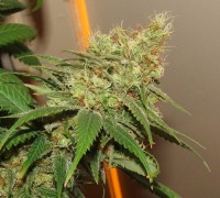 Indian Skunk picture