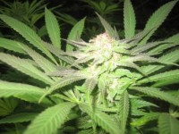 Indica Champion Pack - 6 Feminised picture