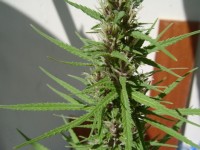 Indica Collection Feminised picture