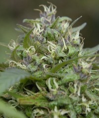 Indica  Collection picture