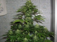 Indica Mix E Feminised picture