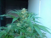 Indica Mix G Feminised picture