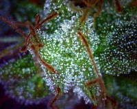 Indica Mix H Feminised picture