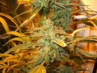 Indica Mix I Feminised picture