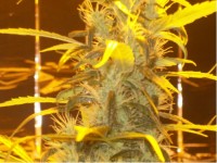 Indoor Mix picture