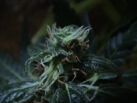 Jack Flash picture