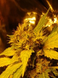 Jack Herer Feminised picture